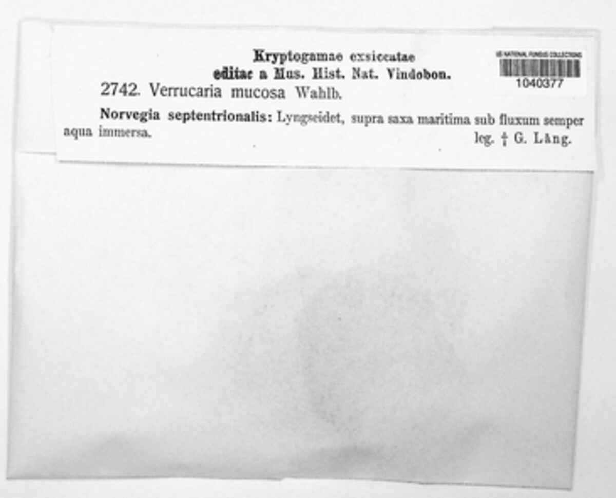 Wahlenbergiella mucosa image